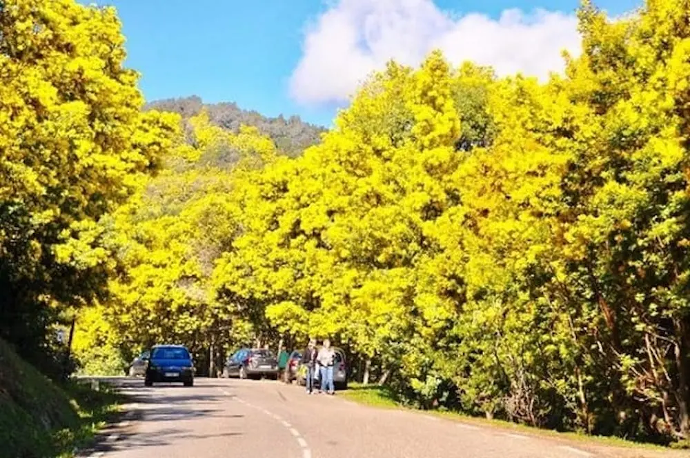 Xu&acirc;n về rồi, m&igrave;nh c&ugrave;ng đi ngắm m&ugrave;a hoa mimosa Đ&agrave; Lạt th&ocirc;i 8
