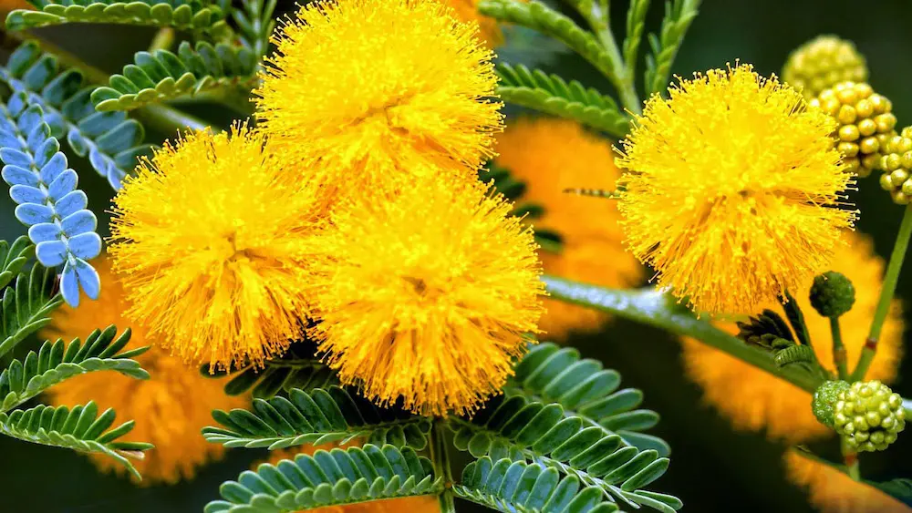 Xu&acirc;n về rồi, m&igrave;nh c&ugrave;ng đi ngắm m&ugrave;a hoa mimosa Đ&agrave; Lạt th&ocirc;i 3