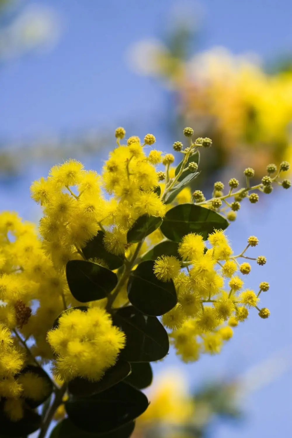 Xu&acirc;n về rồi, m&igrave;nh c&ugrave;ng đi ngắm m&ugrave;a hoa mimosa Đ&agrave; Lạt th&ocirc;i 5