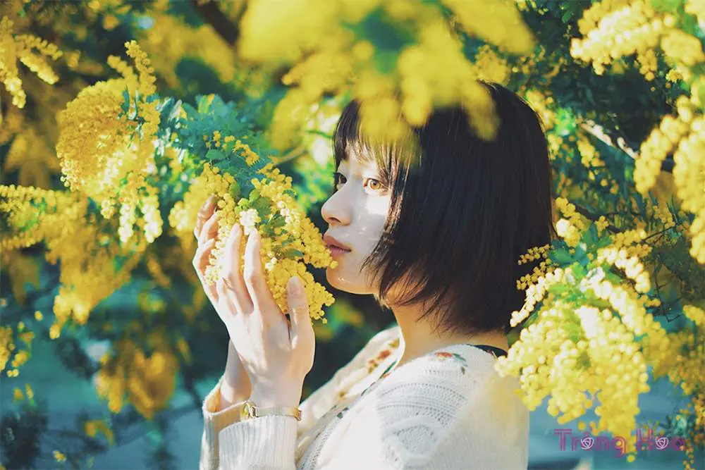 Xu&acirc;n về rồi, m&igrave;nh c&ugrave;ng đi ngắm m&ugrave;a hoa mimosa Đ&agrave; Lạt th&ocirc;i 11