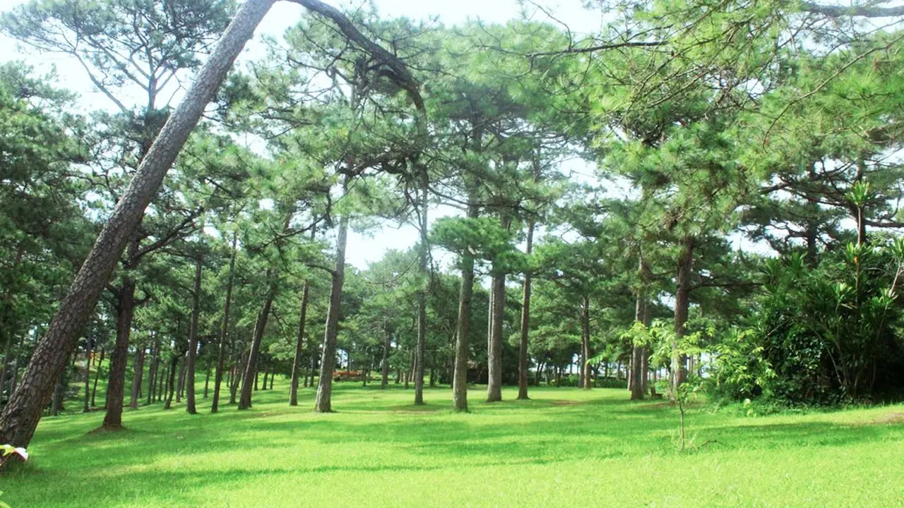 Đồi thông hai mộ Đà Lạt: Khám phá những điều bí ẩn ít người biết