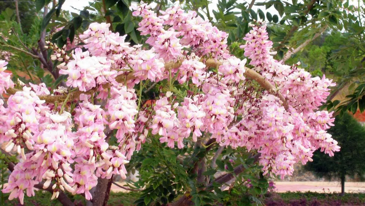 Hoa mai anh đào Vũng Tàu đẹp mê hồn du khách