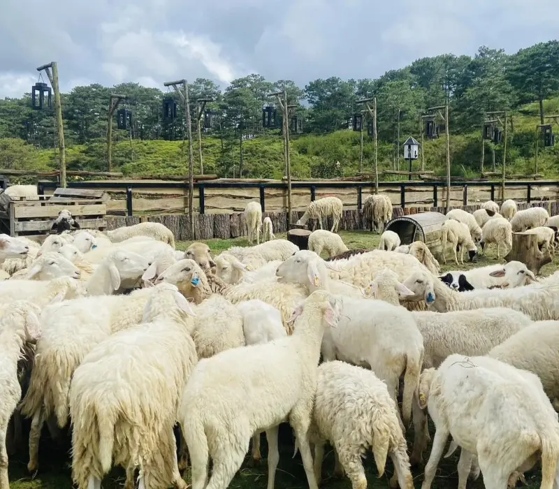 Khám phá Nông trại cừu Frenzy Farm, thế giới động vật đáng yêu