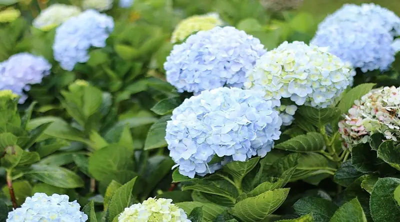 Khám phá vẻ đẹp của những cánh đồng hoa cẩm tú cầu Đà Lạt