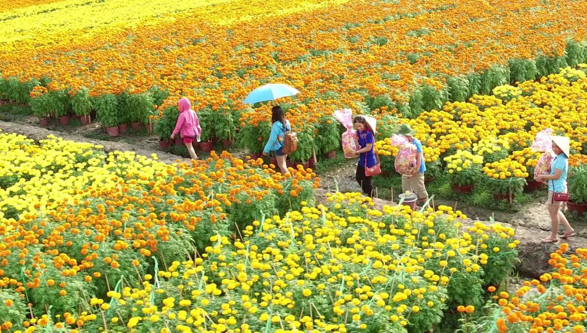 Làng hoa Thái Phiên - Thiên đường quy tụ các loài hoa Đà Lạt