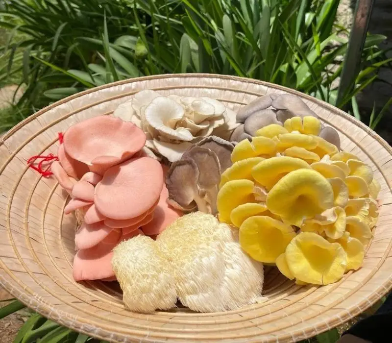 Làng nấm Đà Lạt: Thế giới đa sắc màu nơi ngoại ô thành phố