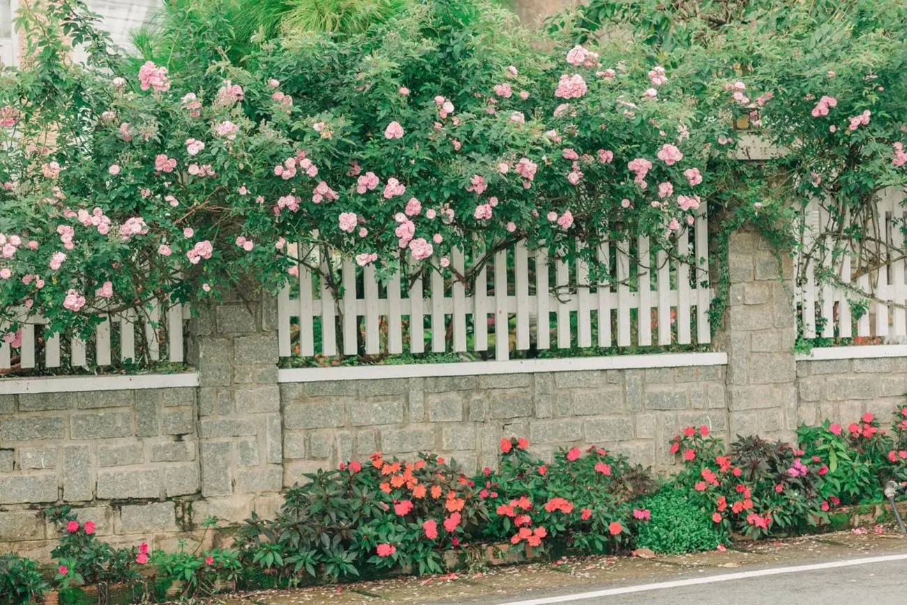 Ngẩn ngơ trước vẻ đẹp của hàng rào hoa hồng Đà Lạt - 'Nàng thơ' mới của thành phố mộng mơ