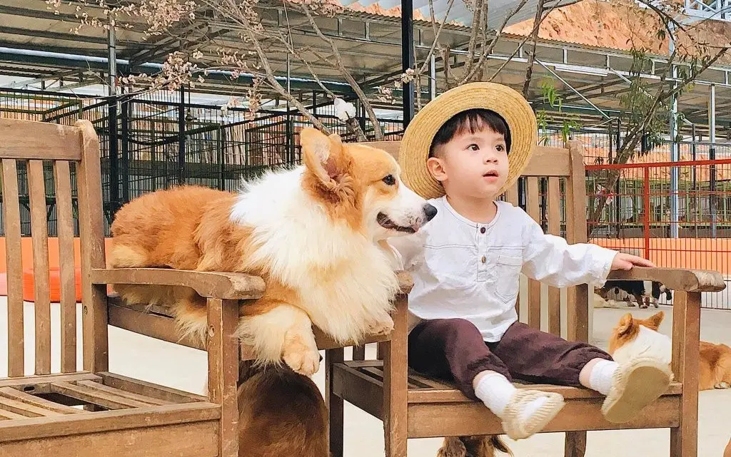 Nông trại cún Puppy Farm Đà Lạt - Nơi check-in cùng những chú Pet dễ thương