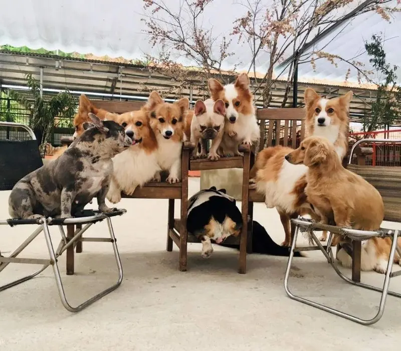 Puppy Farm Đà Lạt: Thiên thiên đường thú cưng và trải nghiệm nông trại