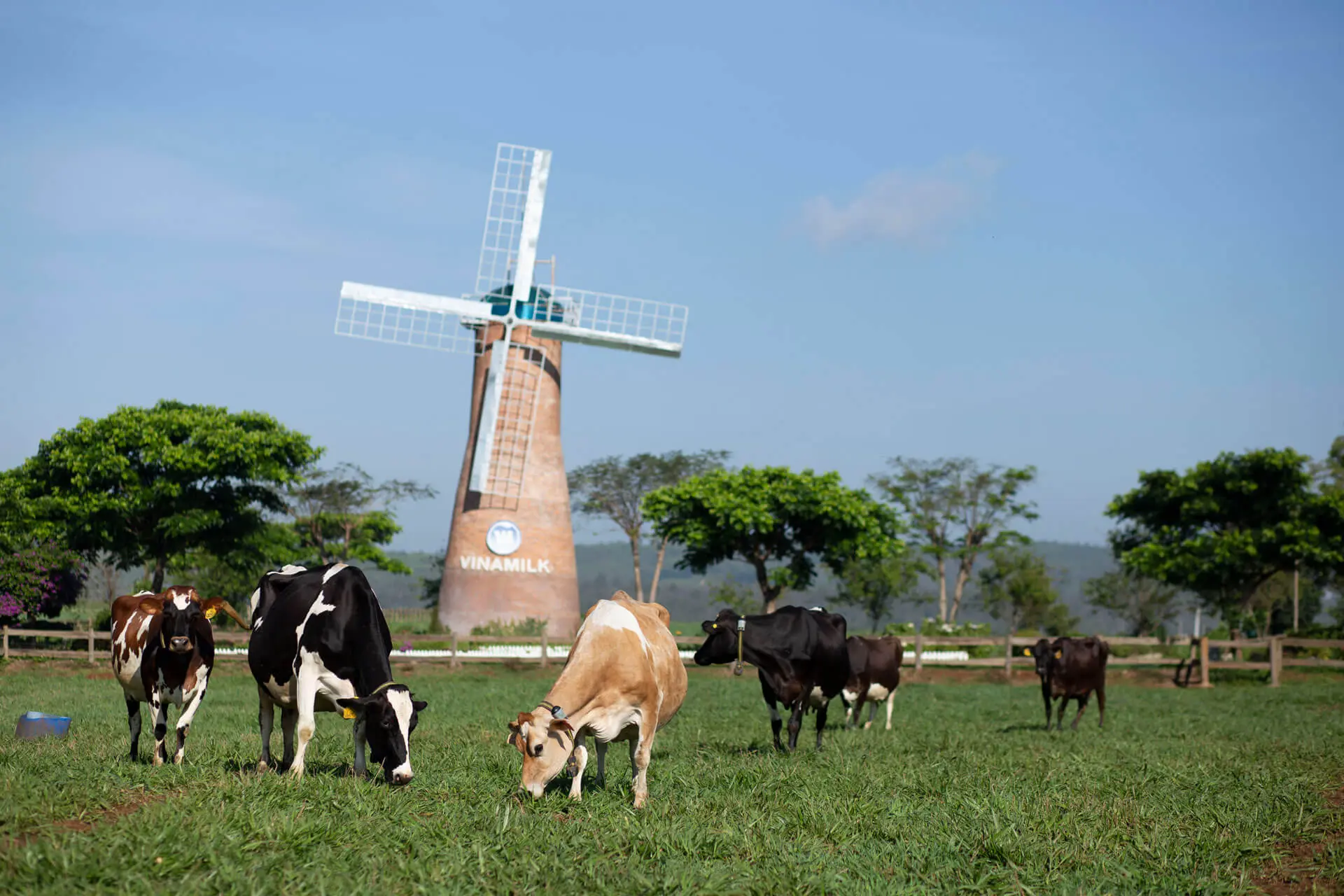 Trải nghiệm tại nông trại đạt chuẩn châu Âu Vinamilk Organic Milk Farm