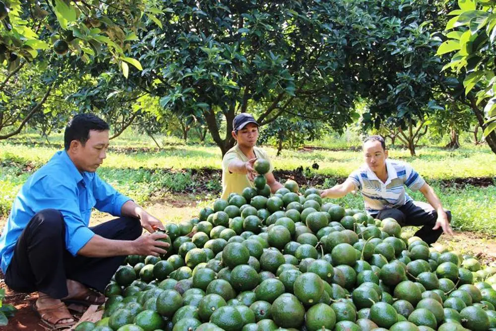 C&aacute;ch chọn bơ s&aacute;p Đ&agrave; Lạt thơm ngon, b&eacute;o ngậy 3