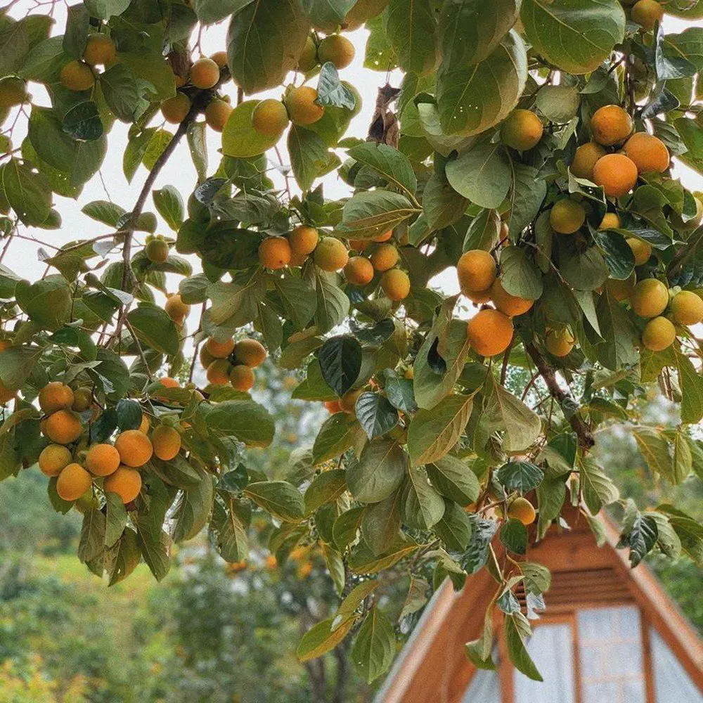Tất tần tật c&aacute;c m&oacute;n ngon từ hồng Đ&agrave; Lạt 8