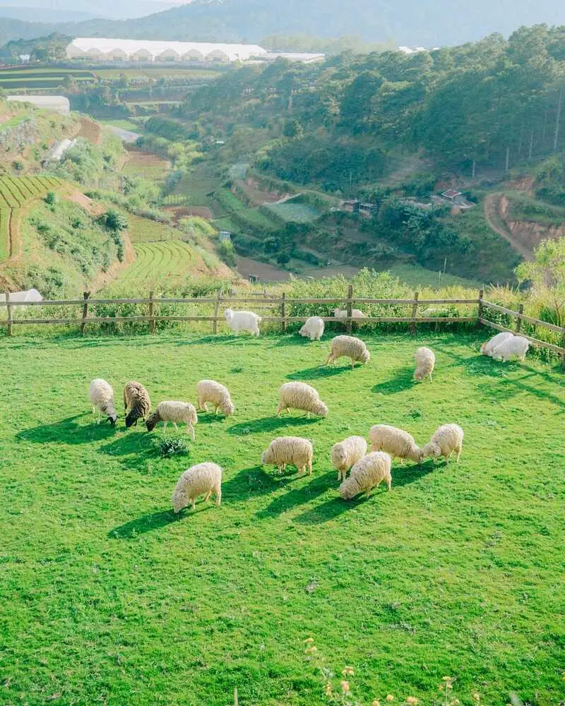 Chika Farm, n&ocirc;ng trại cổ t&iacute;ch giữa l&ograve;ng Đ&agrave; Lạt 3