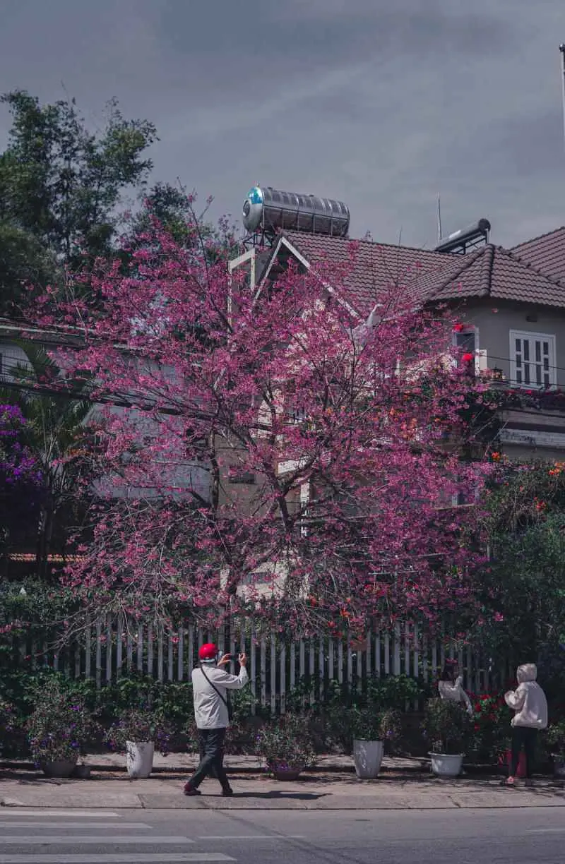 C&oacute; một M&ugrave;a hoa mai anh đ&agrave;o Đ&agrave; Lạt nở rộ khi xu&acirc;n sang 5