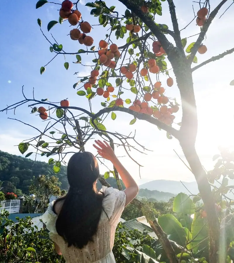 C&oacute; một m&ugrave;a hồng Đ&agrave; Lạt đẹp dịu d&agrave;ng dưới đất trời cuối thu 6