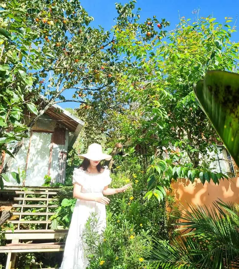 C&oacute; một m&ugrave;a hồng Đ&agrave; Lạt đẹp dịu d&agrave;ng dưới đất trời cuối thu 5