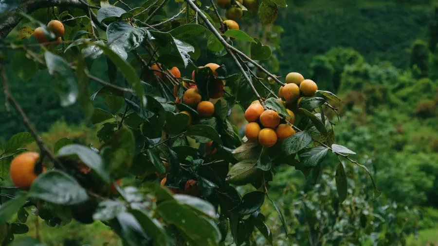 C&oacute; một M&ugrave;a hồng Đ&agrave; Lạt rực rỡ l&agrave;m xao xuyến l&ograve;ng hội m&ecirc; sống ảo 3