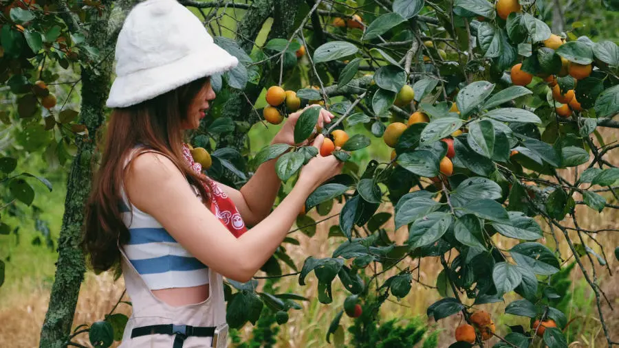 C&oacute; một M&ugrave;a hồng Đ&agrave; Lạt rực rỡ l&agrave;m xao xuyến l&ograve;ng hội m&ecirc; sống ảo 6