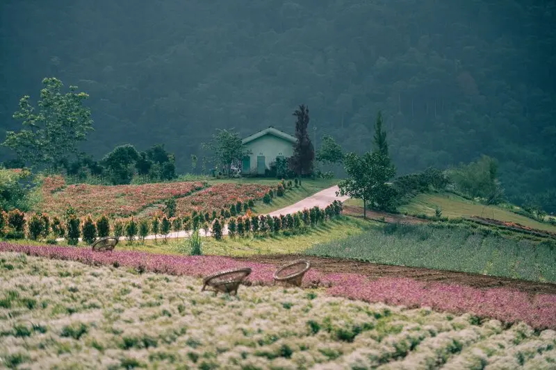 Đ&egrave;o T&agrave; Nung: Cung đường thơ mộng giữa n&uacute;i rừng Đ&agrave; Lạt 4