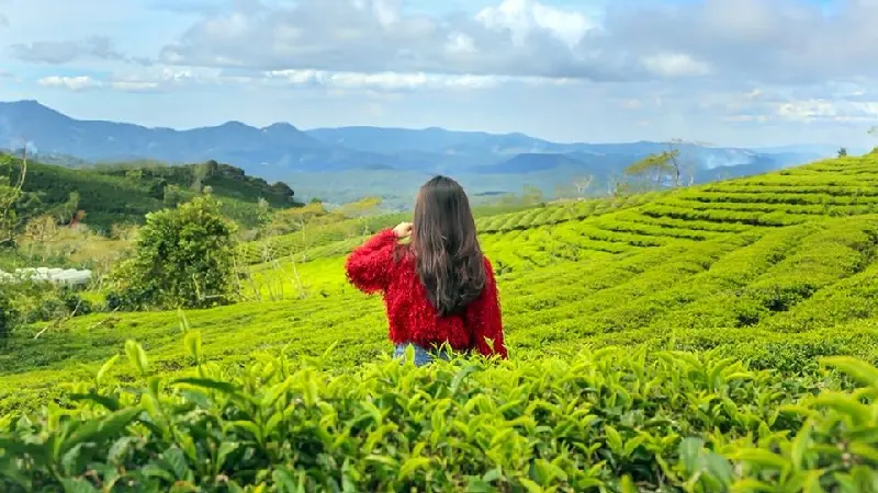 Đồi chè Cầu Đất: Thiên đường trong lành tại Đà Lạt 3