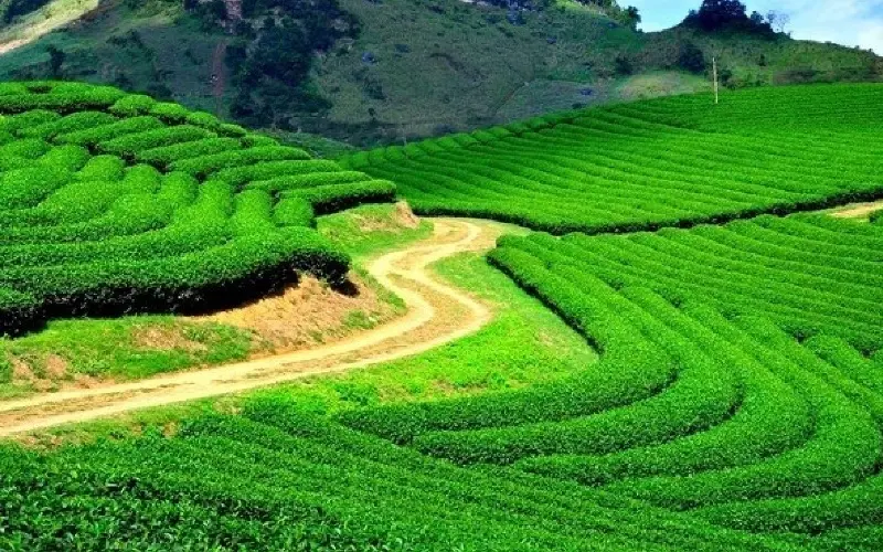 Đồi chè Cầu Đất: Thiên đường trong lành tại Đà Lạt 12
