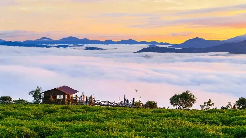Đồi chè Cầu Đất: Thiên đường trong lành tại Đà Lạt 4