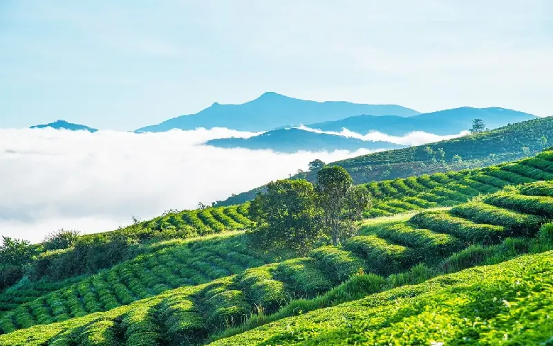 Đồi chè Cầu Đất: Thiên đường trong lành tại Đà Lạt 2