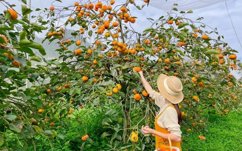 Đồi chè Cầu Đất: Thiên đường trong lành tại Đà Lạt 7