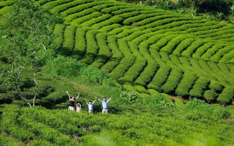 Đồi chè Cầu Đất: Thiên đường trong lành tại Đà Lạt 5
