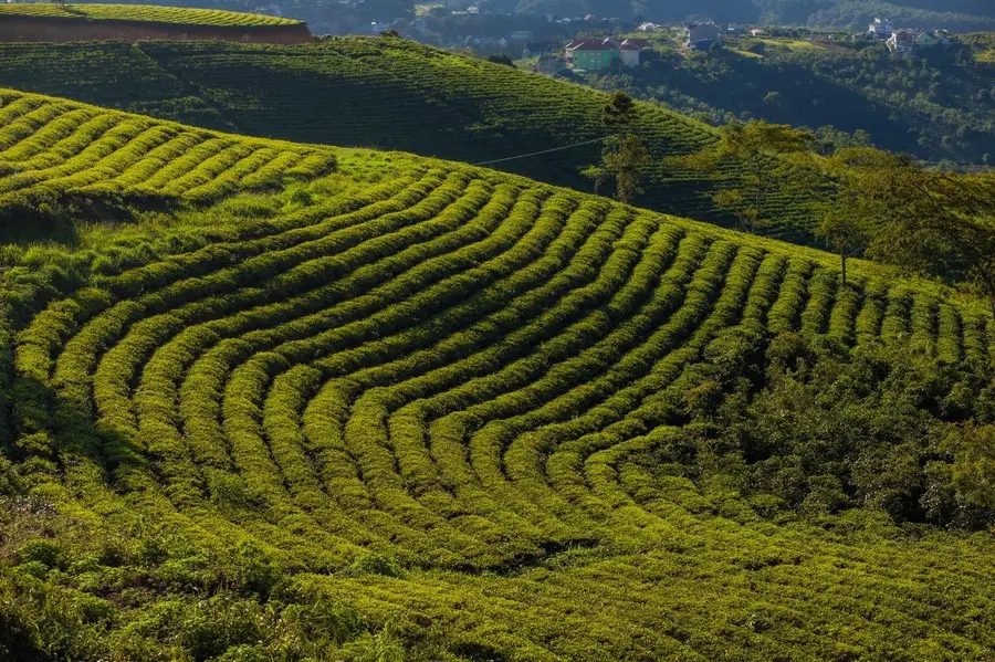 Đồi Chè Cầu Đất, vẻ đẹp ngút ngàn giữa thiên nhiên Đà Lạt 5