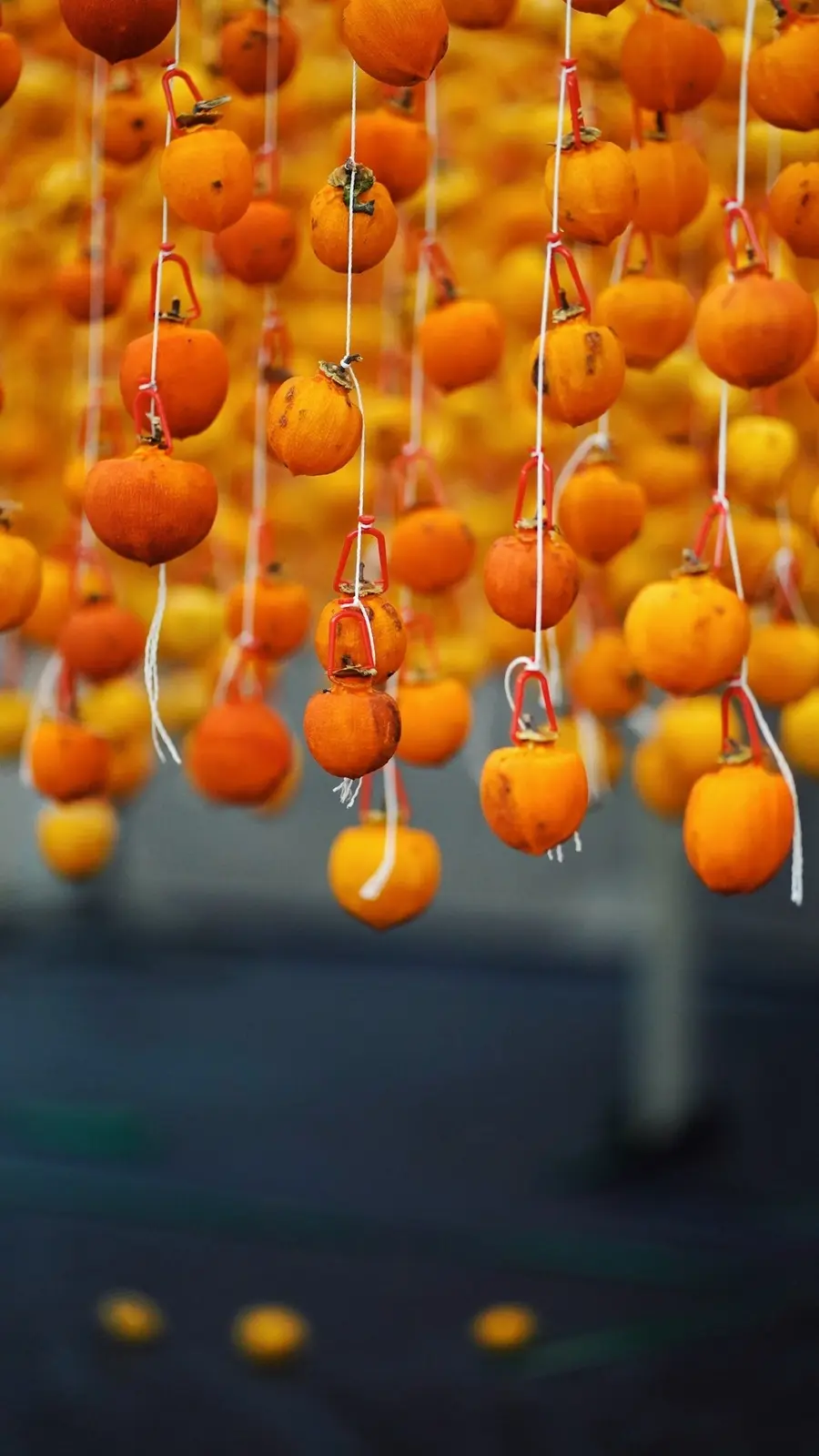 Hồng treo gió Đà Lạt, thức quà thơm lừng nên thành phố mộng mơ 4