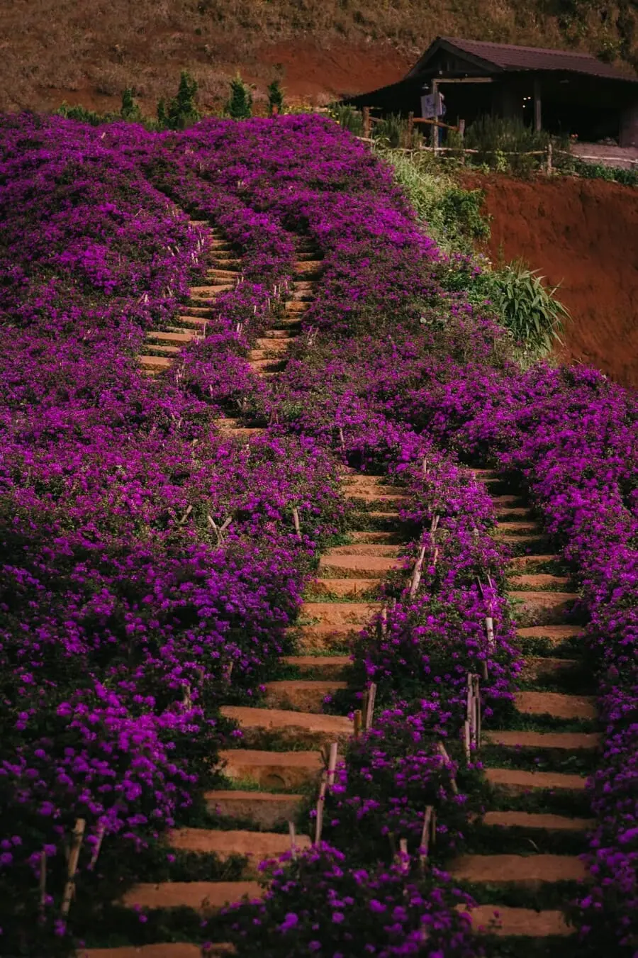 Lavender T&uacute;i Thương Nhớ, kh&ocirc;ng gian ngập tr&agrave;n sắc t&iacute;m l&atilde;ng mạn, an y&ecirc;n 3