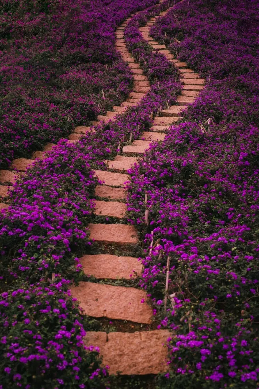 Lavender T&uacute;i Thương Nhớ, kh&ocirc;ng gian ngập tr&agrave;n sắc t&iacute;m l&atilde;ng mạn, an y&ecirc;n 4