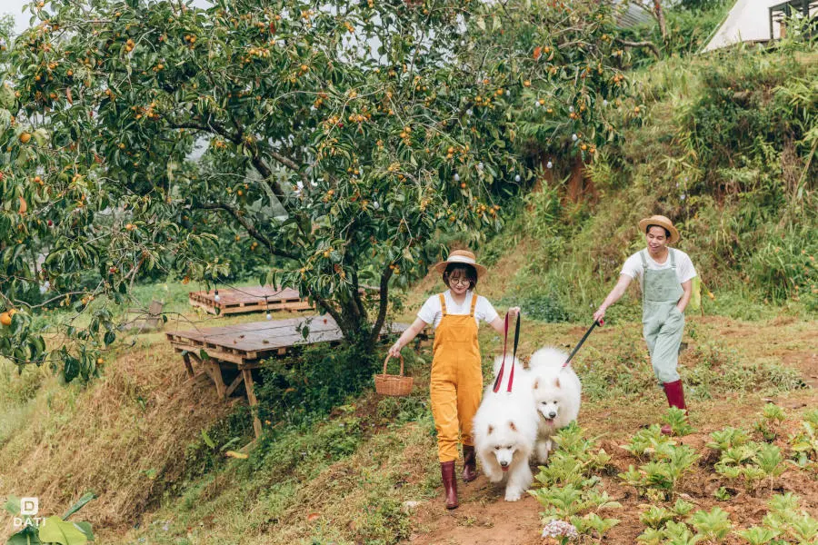 M&ugrave;a hồng ch&iacute;n Đ&agrave; Lạt khẽ chạm ng&otilde; xứ sở ng&agrave;n hoa 3