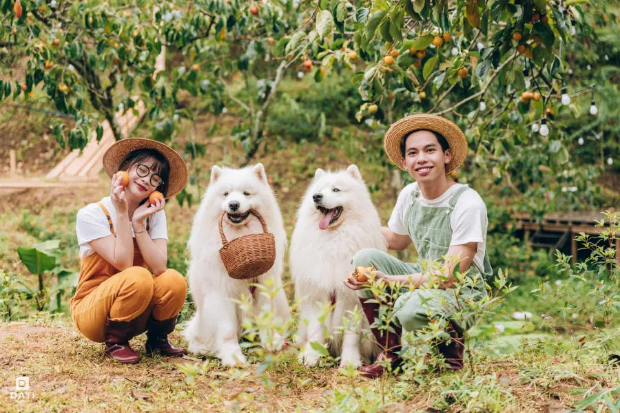M&ugrave;a hồng ch&iacute;n Đ&agrave; Lạt khẽ chạm ng&otilde; xứ sở ng&agrave;n hoa 2