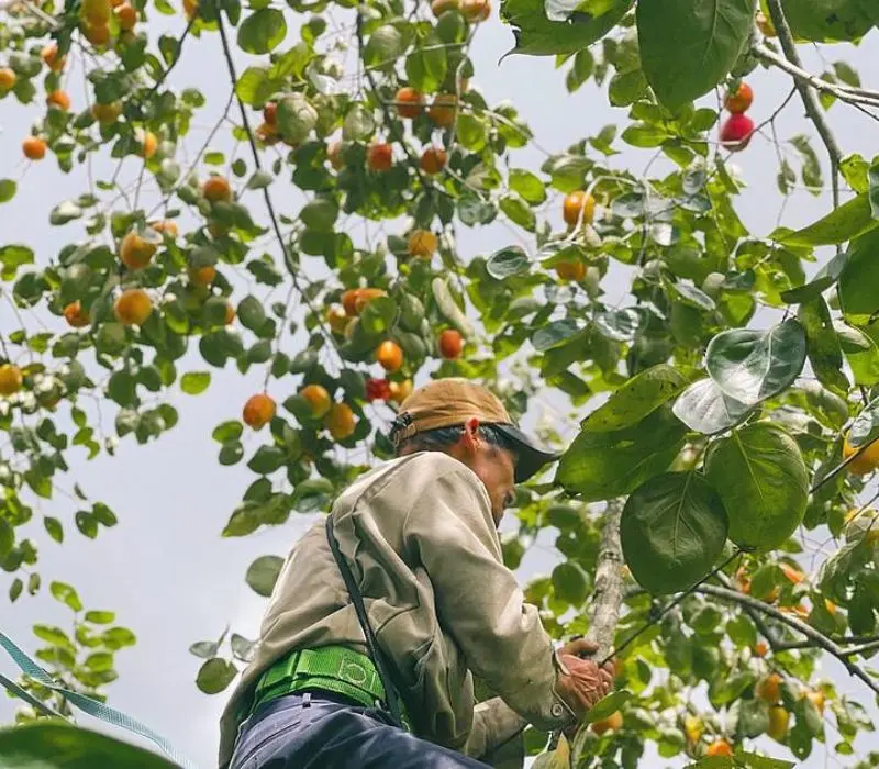 M&ugrave;a quả hồng Đ&agrave; Lạt: Tinh hoa đặc sản m&ugrave;a thu xứ sở ng&agrave;n hoa 4