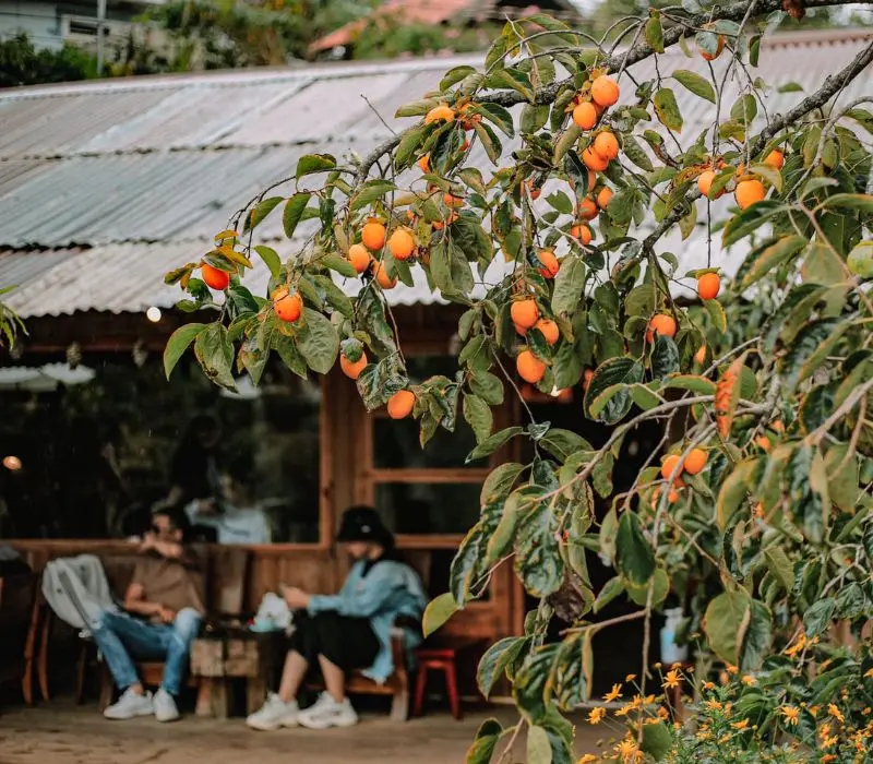 M&ugrave;a quả hồng Đ&agrave; Lạt: Tinh hoa đặc sản m&ugrave;a thu xứ sở ng&agrave;n hoa 8