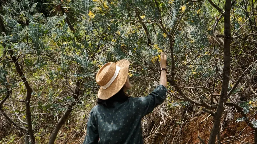 Ngất ng&acirc;y vẻ đẹp m&ugrave;a hoa mimosa Đ&agrave; Lạt những ng&agrave;y th&aacute;ng 9 3