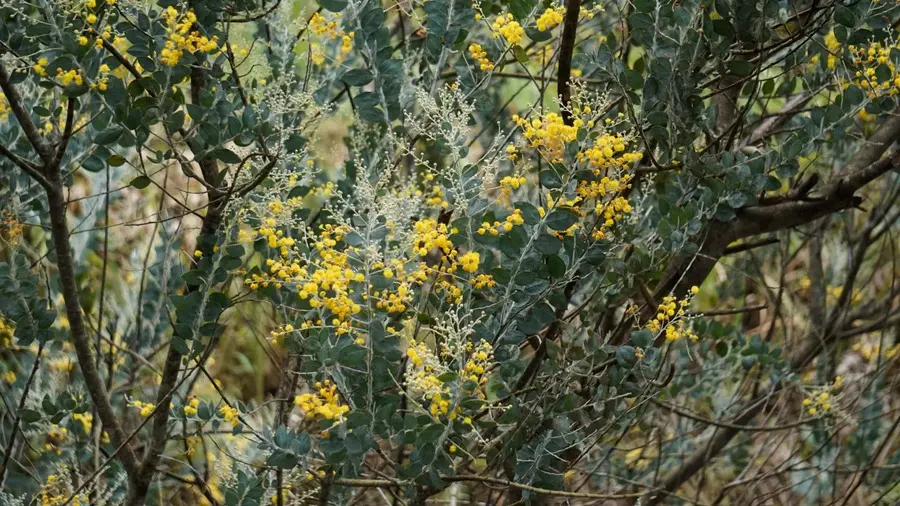 Ngất ng&acirc;y vẻ đẹp m&ugrave;a hoa mimosa Đ&agrave; Lạt những ng&agrave;y th&aacute;ng 9 5