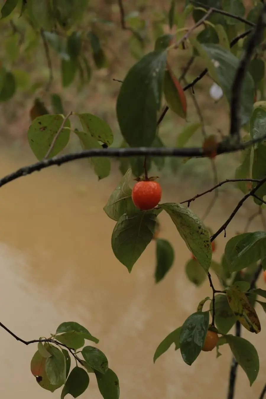 Những cơn mưa thu Đ&agrave; Lạt, kh&ocirc;ng gian l&atilde;ng đ&atilde;ng rung động tr&aacute;i tim 4