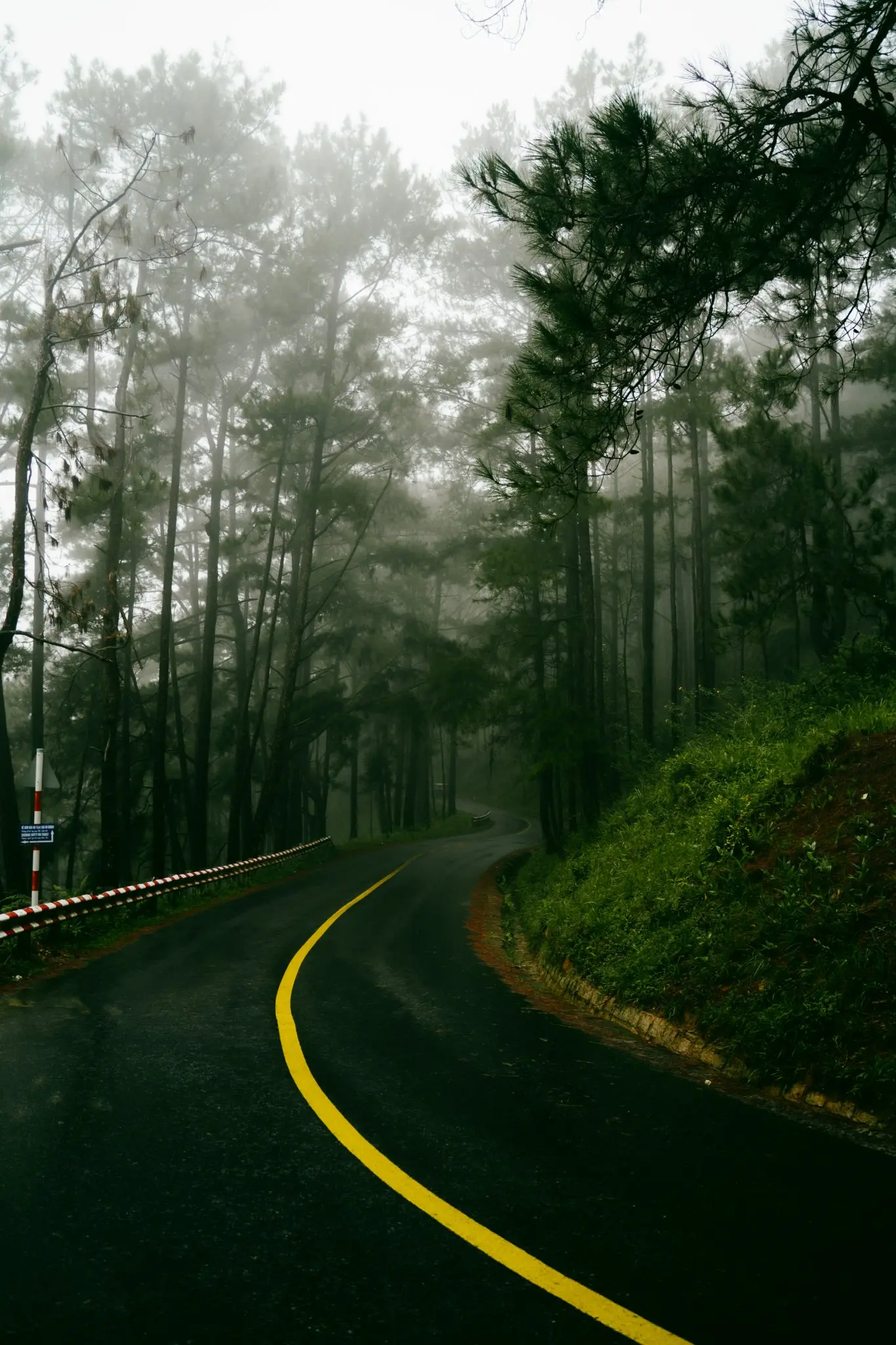 Trekking Langbiang m&ugrave;a mưa ngắm nh&igrave;n cung đường buồn man m&aacute;c 4