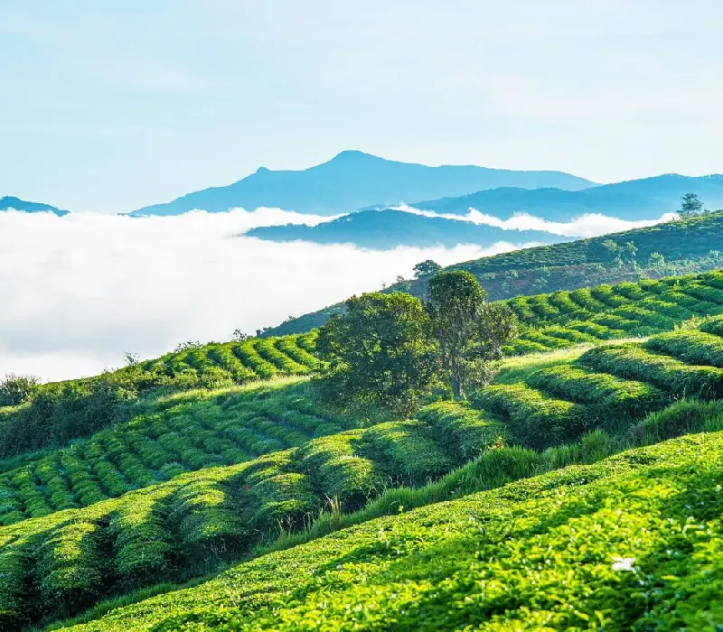Đồi chè Cầu Đất: Thiên đường trong lành tại Đà Lạt