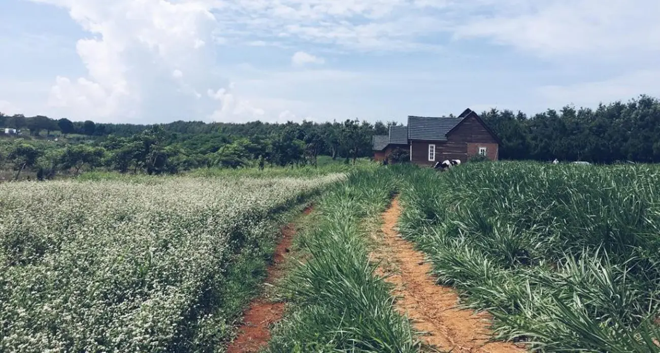 Một 'chiếc' Review Đà Lạt Milk Farm tất tần tật dành cho những ai lần đầu đến đây