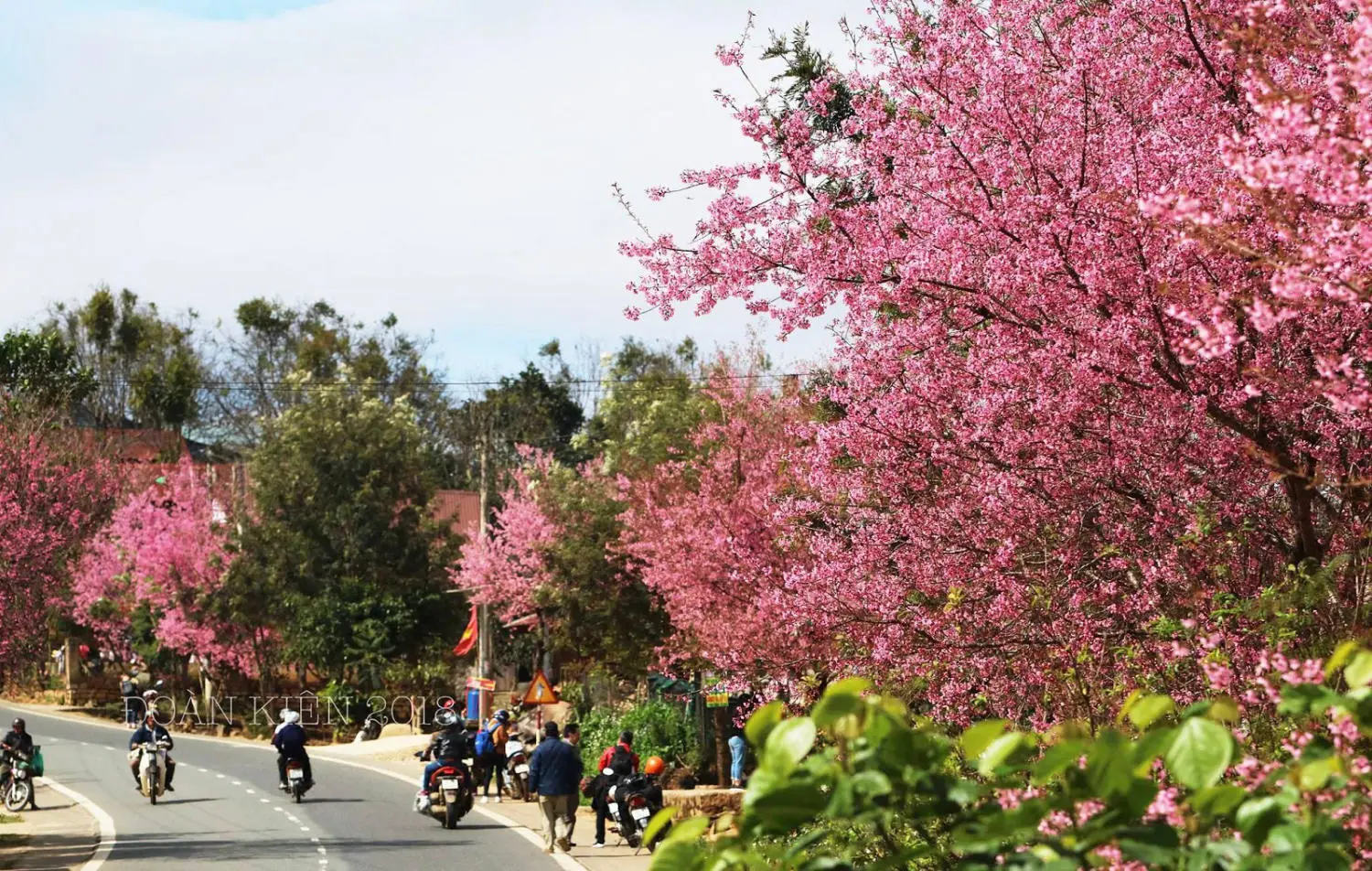 Chi&ecirc;m ngưỡng lễ hội hoa mai anh đ&agrave;o Đ&agrave; Lạt đẹp m&ecirc; hồn 3