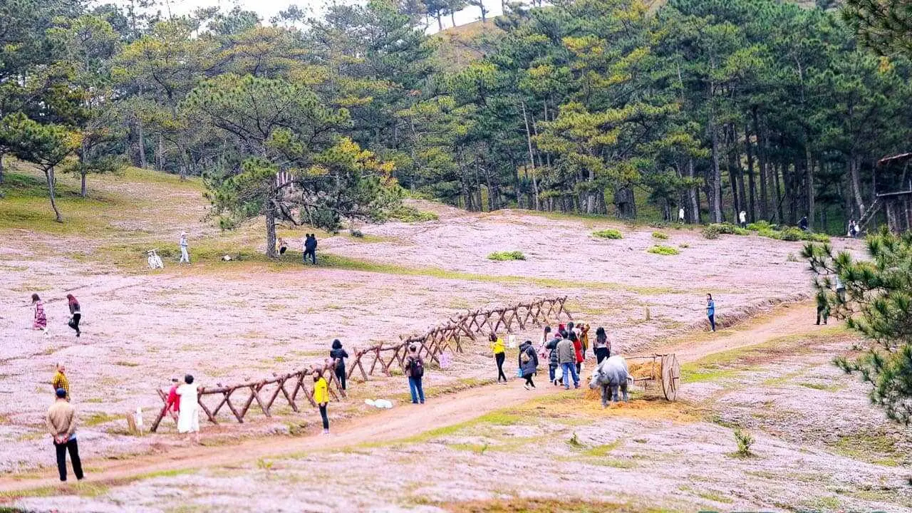 Chi&ecirc;m ngưỡng m&ugrave;a hội cỏ hồng Đ&agrave; Lạt đẹp tựa tranh vẽ tr&ecirc;n đỉnh LangBiang 14