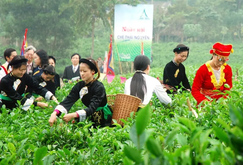Lễ hội tr&agrave; Đ&agrave; Lạt - H&ograve;a m&igrave;nh v&agrave;o tuần lễ văn h&oacute;a tr&agrave; đặc sắc 2