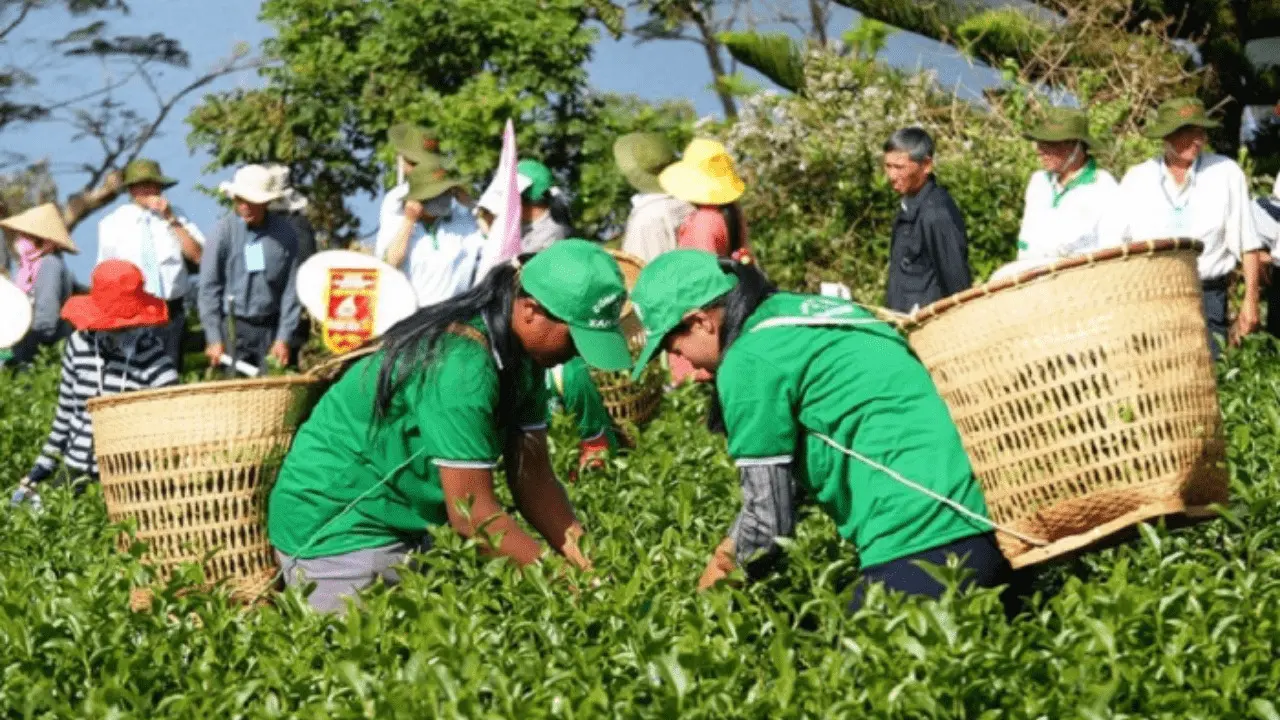 Lễ hội tr&agrave; Đ&agrave; Lạt - H&ograve;a m&igrave;nh v&agrave;o tuần lễ văn h&oacute;a tr&agrave; đặc sắc 7