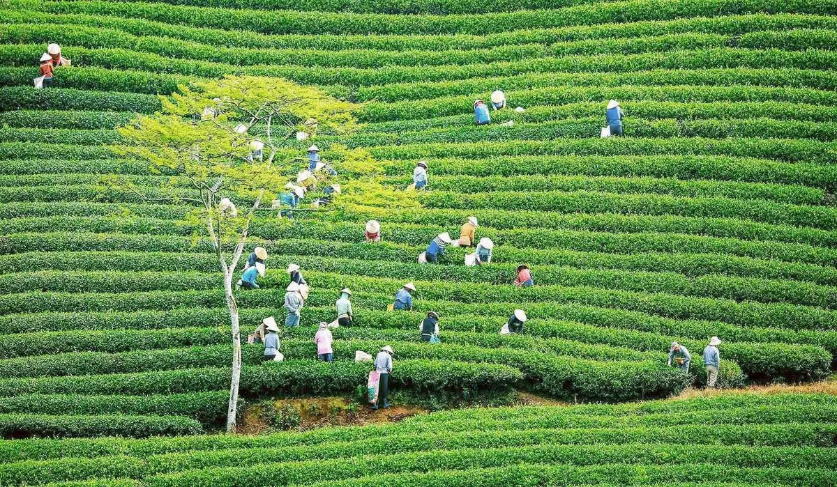 Lễ hội trà Đà Lạt - Hòa mình vào tuần lễ văn hóa trà đặc sắc