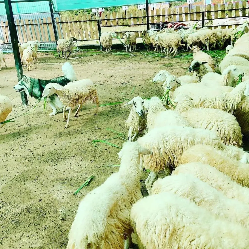 Gợi &yacute; lịch tr&igrave;nh Đ&agrave; Lạt 3N2Đ tự t&uacute;c cho người đi lần đầu chi tiết nhất 12