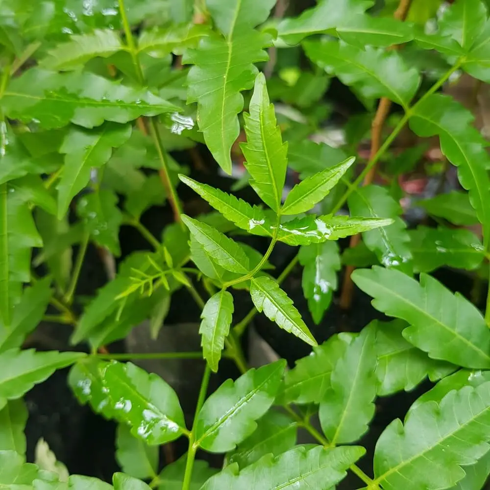 Gỏi sầu đ&acirc;u An Giang, vị đắng độc đ&aacute;o miền s&ocirc;ng nước 3